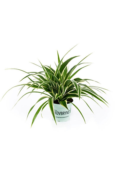 Eufloria Chlorophytum 'Irish' D12