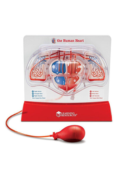 Learning Resources Heart model - Blood pumping