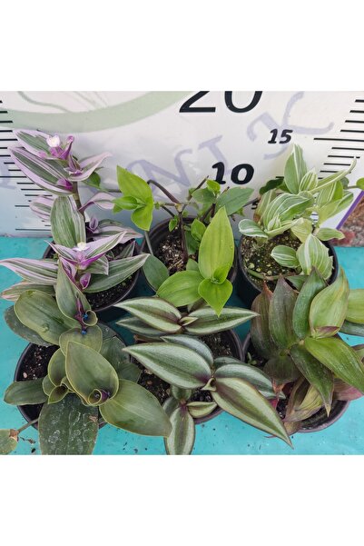 Zambak Botanik 6 Adet Telgraf Çiçeği (Tradescantia) – Renkli, Sarkıcı Yaprak ...