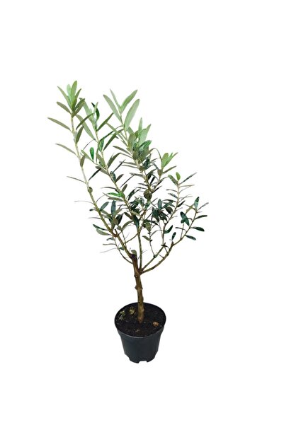 KAPTABAHÇE 50 cm Gerçek Bonsai Zeytin Fidanı – Saksıda Doğal Minyatür Zeytin ...