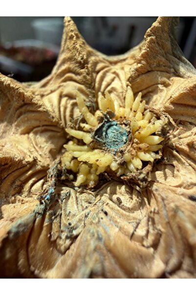 ATLANTE CACTUS Hızlı Köklendirici Mavi Toz - Özel Formül köklendirme hormonu ...