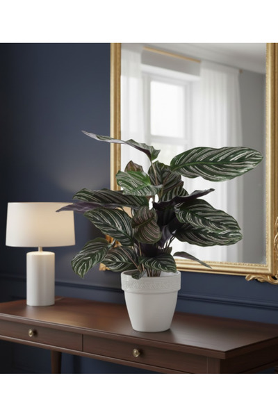 Generic Calathea Goeppertia Ornata - With Plastic Pot - 30cm to 40cm
