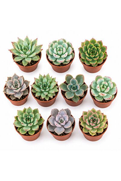 Floraria Tria's PACHET 50 ECHEVERIA D5 H5 - MINI SUCULENTE
