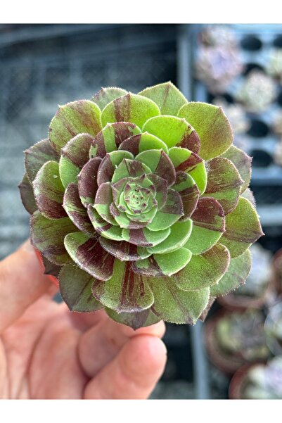SukuLand Aeonium Big Bang Kore ithal özel tür sukulent 5.5cm saksıda