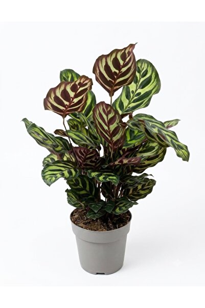 ERNAZ Calathea Mokoyana / Tavus Kuşu Kalatyası / 13 cm Saksı / 30-40 cm Boy /...