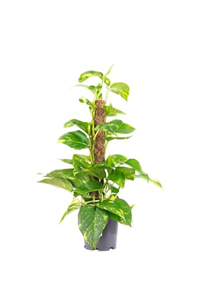 OEM Pothos auriu, Epipremnum aureum, 50 cm, Diametrul ghiveciului 15 cm, Mult...