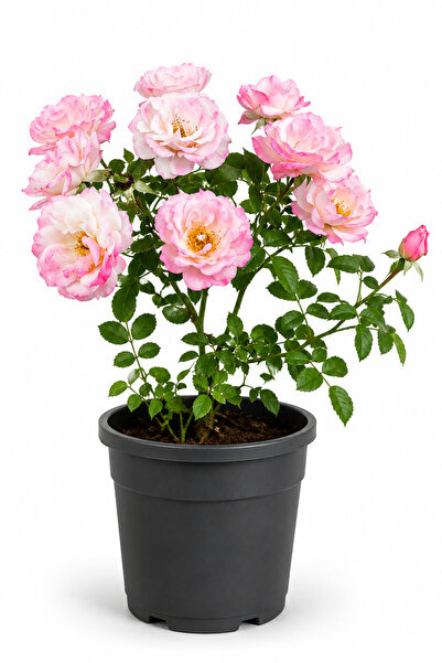 Rosemary Garden Canlı Pollyanna Gülü Fidesi 30-40 cm 2 Litre Saksıda Bol Çiçe...