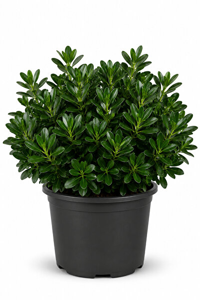 Rosemary Garden Canlı Pitosporum Çalı Bitkisi 30-50 cm 5 Litre Büyük Saksıda ...