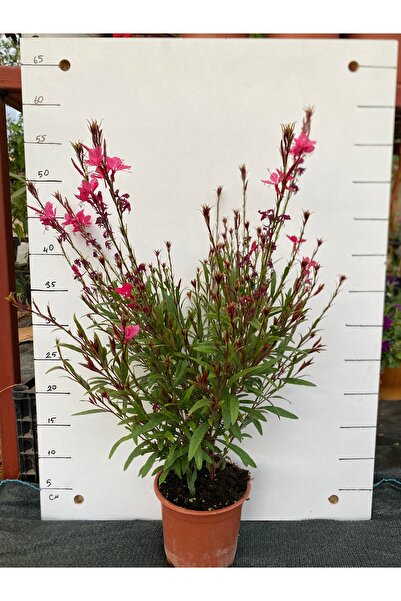 Gaura