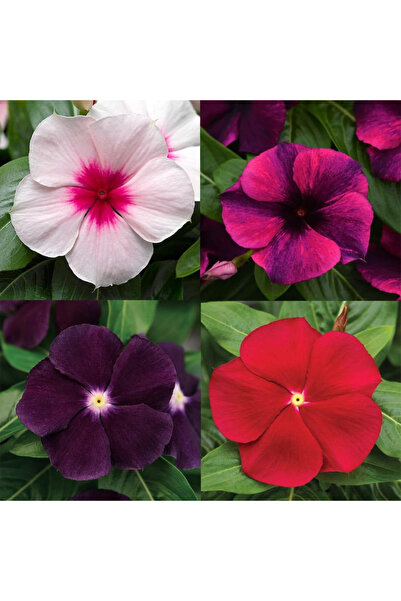 123 100 Pcs Purple Vinka Flower Seeds for Garden Flower Planting Ground Cover...