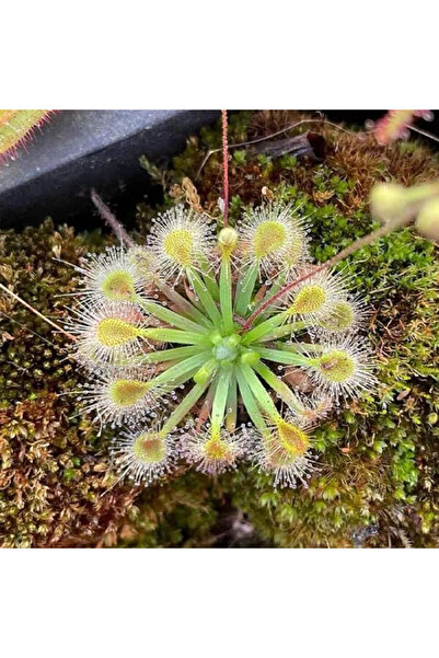 123 Mix Drosera-Sundews 100 Seeds, Medium Carnivorous Species, Ideal for Grow...