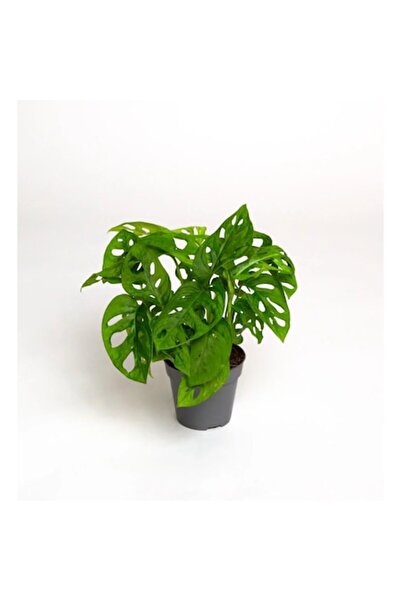OEM Monstera adansonii - plantă cu înălțimea de 25-30cm
