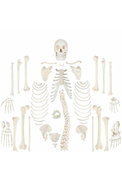 EgeAnatomi Maketleri Parçalarına Ayrılmış Tam Boy İnsan İskeleti Modeli, 3 Pa...