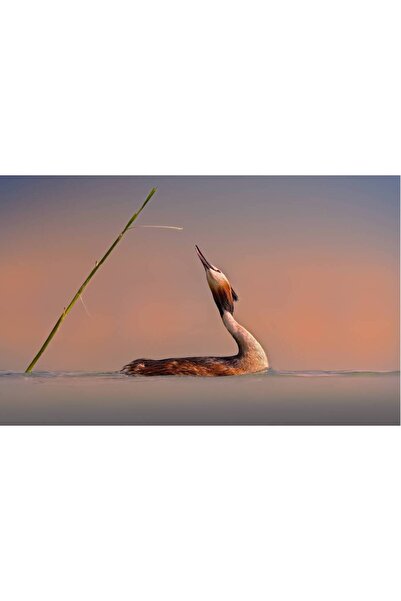Persona Tablou canvas 100 x 70 cm, Animale model 421