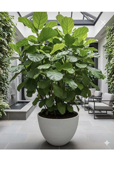 Binshihon Home Round Plant Pot (Planter), with Elegant Design, White Color