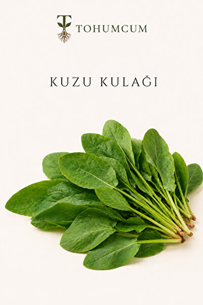 TOHUMCUM Sertifikalı Kuzu Kulağı Tohumu (200 ad)