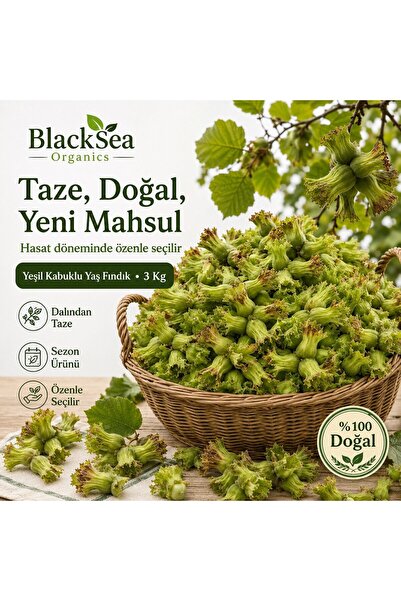 BlackSeaOrganics Rize Fındığı Yeni Mahsul Yeşil Kabuklu Yaş Fındık 3 Kg – Dal...