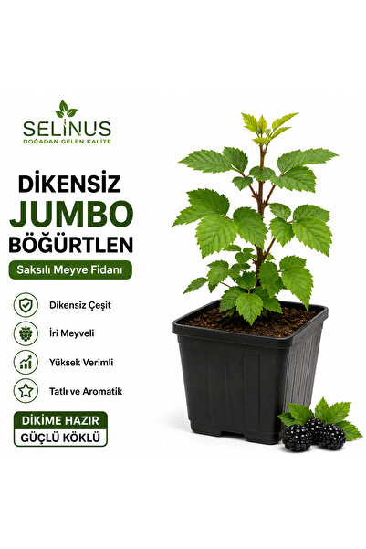 Selinus Dikensiz Böğürtlen Fidanı Saksılı | İri Meyveli | Yüksek Verimli | Ru...