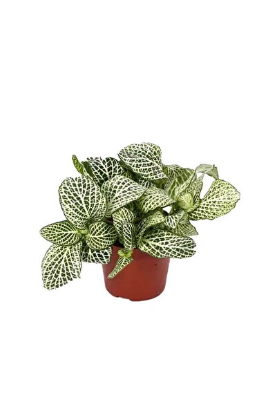 Genel Markalar Fittonia (12 Cm Saksıda)
