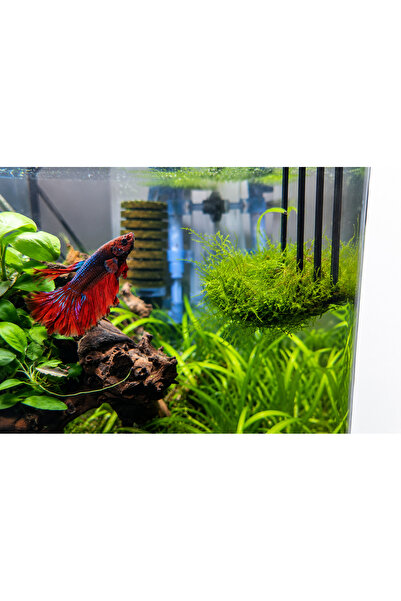 GB AQUA Akvaryum Moss Tutucu | Christmas Moss ve Java Moss Sabitleme Aparatı ...