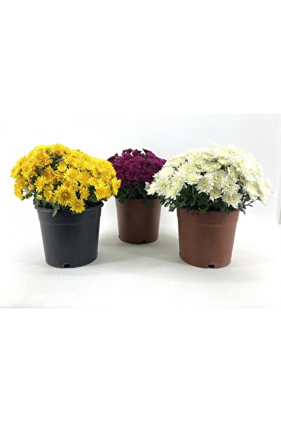 BİORGANİX Kasımpatı Fidanı 3 Adet 10-20 cm Beyaz-Fuşya-Sarı