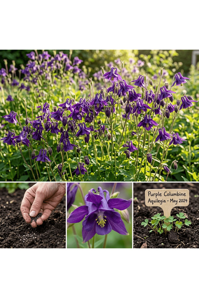 Bloom & Sow Seed 100 بذرة من زهرة الكولومبين البنفسجية (نباتية دائمة) - مناسب...
