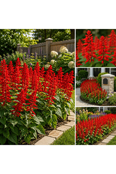 Bloom & Sow Seed بذور نبات السكارليت ساج (splendens) - مناسبة للزراعة على مدا...