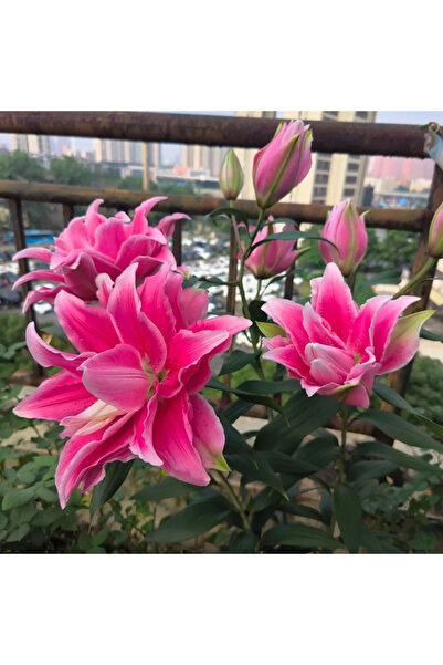 Bloom & Sow Seed بذور زنبق شرقي مزدوج بلون وردي داكن، زنبق مزدوج عطري للزراعة...