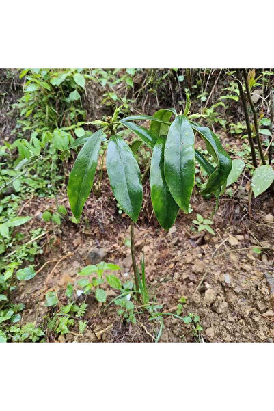 Bloom & Sow Seed Alpine Rhododendron Seeds, Wild Mountain Evergreen Ornamenta...