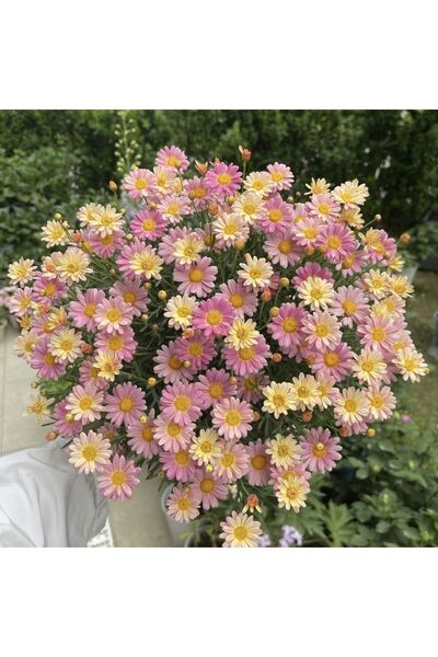 Bloom & Sow Seed بذور زهرة الأقحوان الوردية والصفراء المختلطة، زهور وفيرة للز...