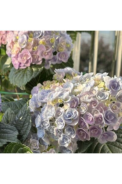 Bloom & Sow Seed Pastel Multicolor Double Hydrangea Seeds, Big‑Ball Blooms fo...