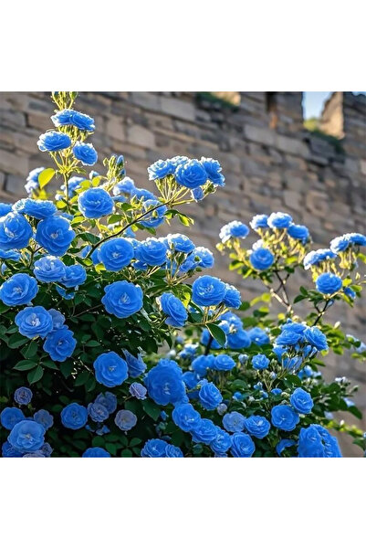 Bloom & Sow Seed Sky‑Blue Climbing Rose Seeds, Heavy Blooming Climber for Fen...