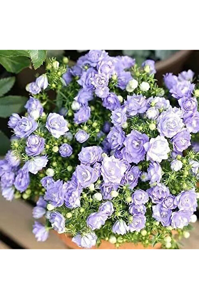 Bloom & Sow Seed Lavender Double Campanula Seeds, Multi‑Petal Bell‑Shaped Blo...