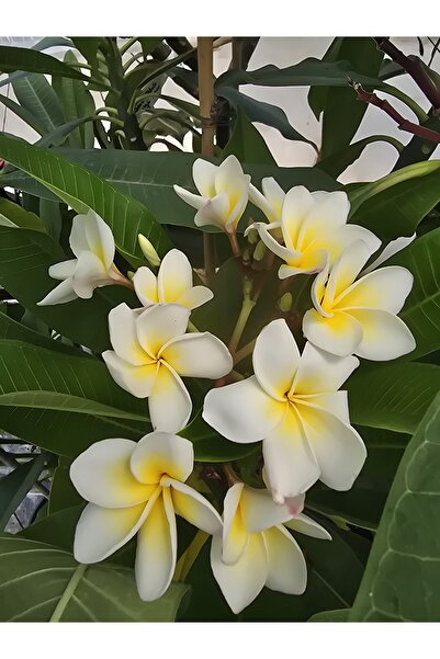 Antalya tropiksera Saksıda Tomurcuklu Yoğun kokulu Plumeria - Frangipani, bey...