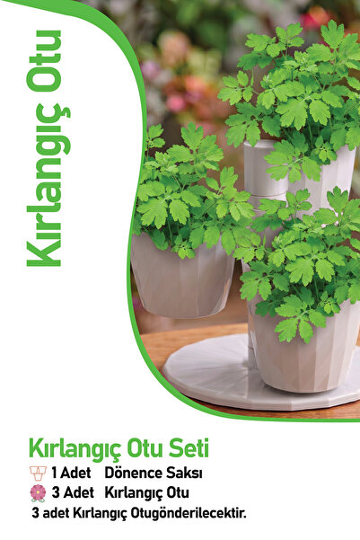 Gardina Saksılı Kırlangıç Otu Seti