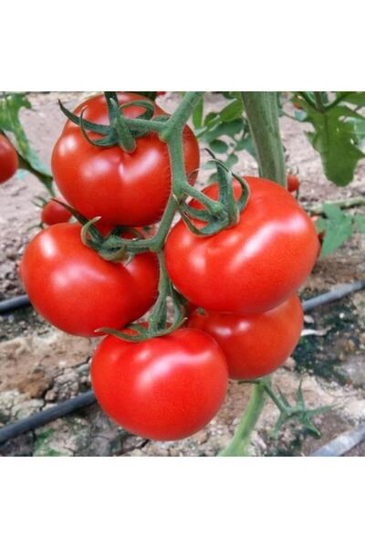 Mutlu Paket Salkım Bolveren Asil F1 Sırık Domates Fidesi (5 Adet)