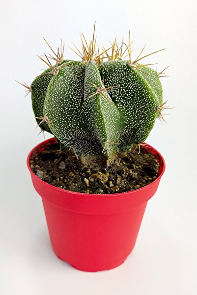 Toptan Kaktüs Astrophytum Ornatum Nadir Kaktüs Özel Tür Koleksiyon Kaktus Tek...