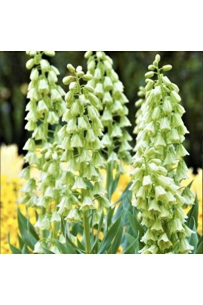 LOBELYA TOHUMCULUK 2 Adet Beyaz Renkli Ithal Ters Lale Çiçeği Soğanı