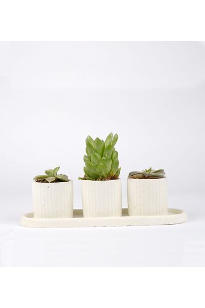 Genel Markalar Eti Serisi Toy Su Yeşili Sukulent Saksı Seti