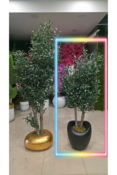 İremÇiçekçilik Siyah Hacimli Eğri saksıda Zeytin - 160 cm