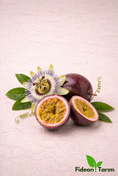 Fideon Passiflora(Çarkıfelek) Fidanı | Bahçe ve Saksıya Uygun - 6 Adet