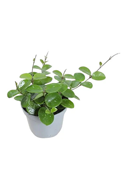 Eufloria Hoya 'Mathilde' Ø14cm