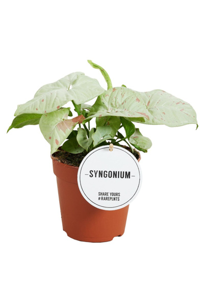 Eufloria Syngonium podophyllum 'Milk Confetti' Ø6cm
