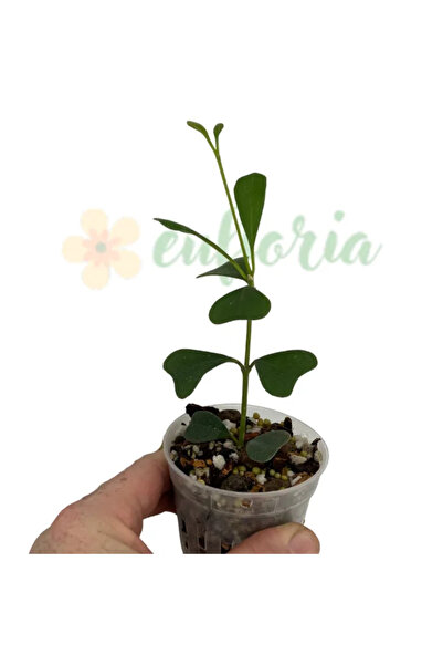 Eufloria Hoya manipurensis Ø7cm