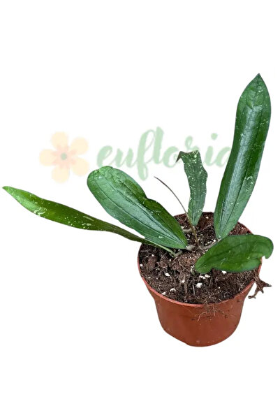 Eufloria Hoya sp. Bengkulu 'Rindu Rafflesia' Ø6cm