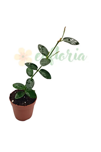 Eufloria Хоя кумингиана Ø6см