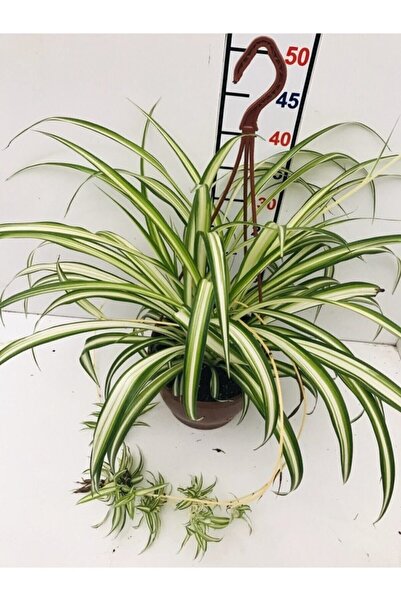 Ribbon Flower Dangling Flower Oxygen Supply 10-20 cm
