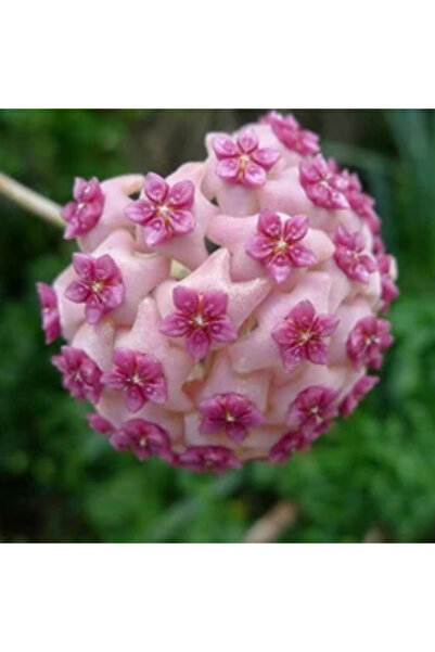 Eufloria Hoya carnosa tricolor 'Flamingo Dream' Ø6cm