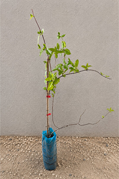 Vasada Yoğun Kokulu Hanımeli Fidanı Lonicera Caprifolium Tüplü 40-50 cm
