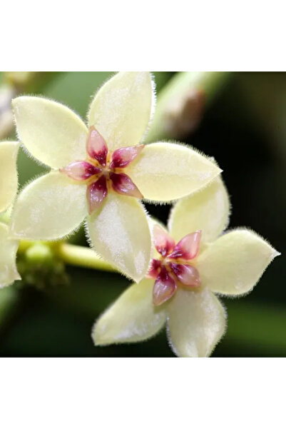 Eufloria Hoya kastbergii Ø7cm
